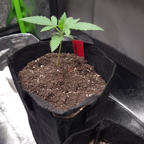 Samarian Sunset growlog timeline photo