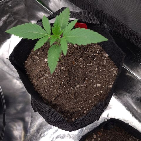 Samarian Sunset growlog timeline photo