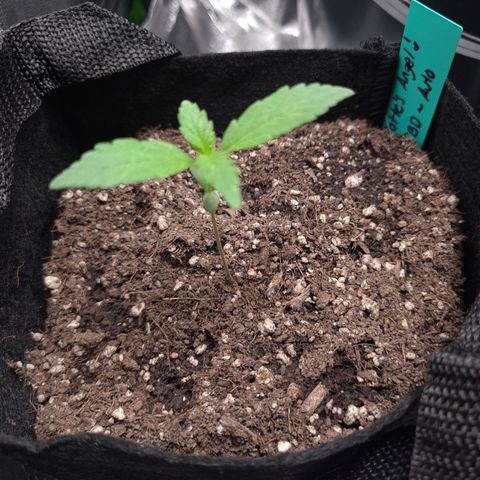 Angelito growlog timeline photo