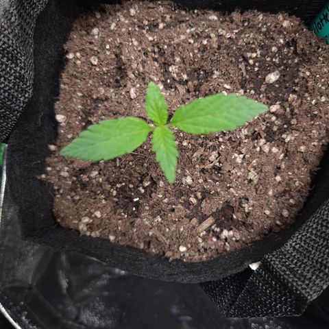 Angelito growlog timeline photo
