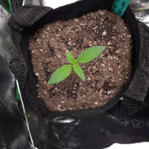 Angelito growlog timeline photo