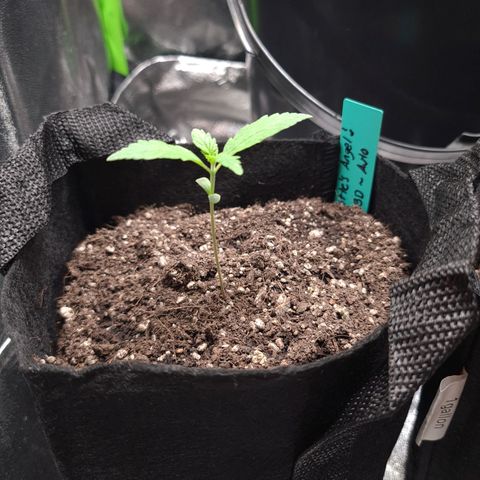 Angelito growlog timeline photo