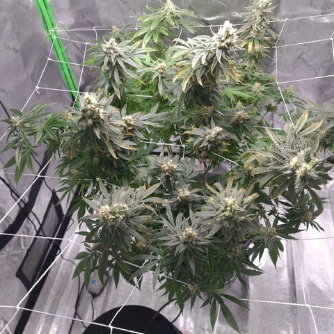 Cookie growlog timeline photo