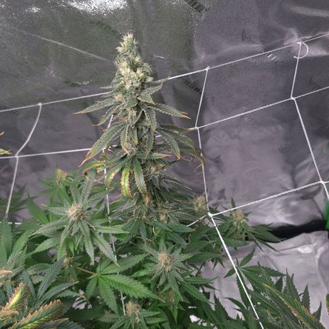 Cookie growlog timeline photo