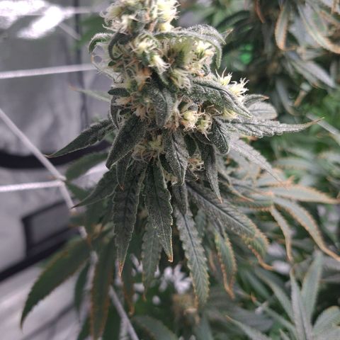 Cookie growlog timeline photo