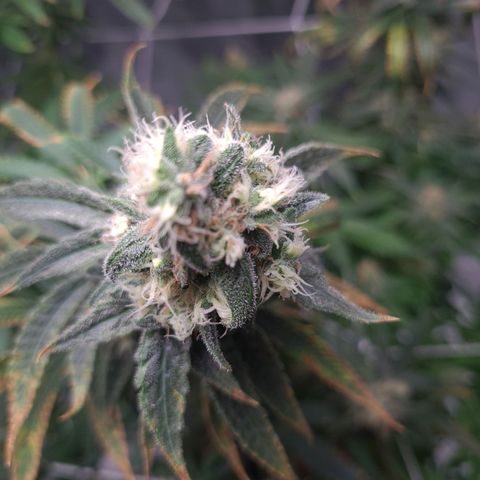 Cookie growlog timeline photo