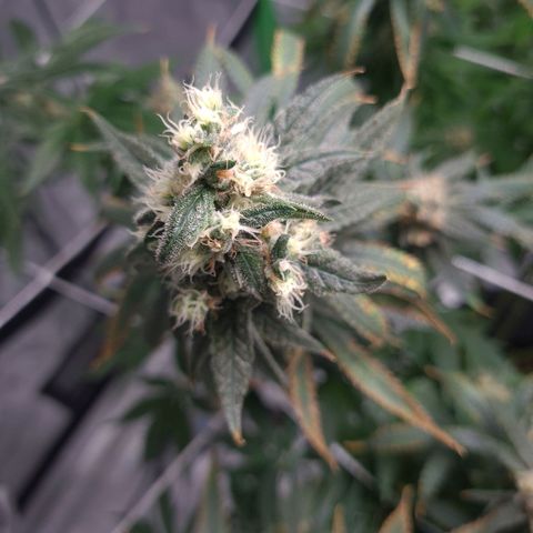 Cookie growlog timeline photo