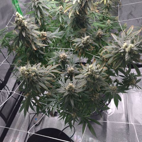 Cookie growlog timeline photo