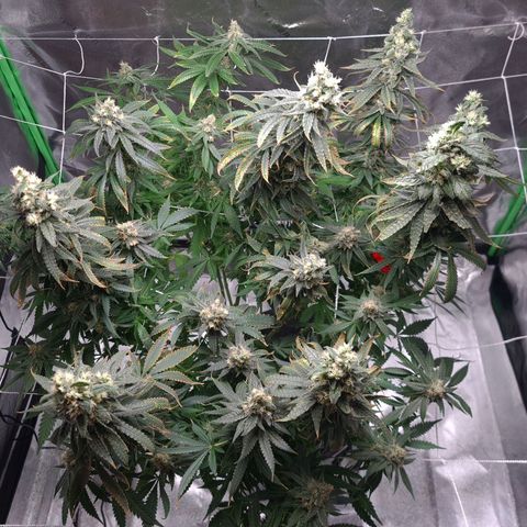 Cookie growlog timeline photo