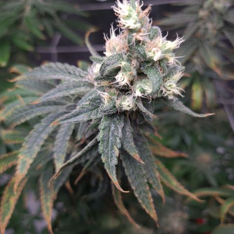 Cookie growlog timeline photo