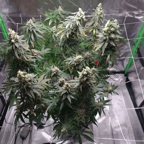 Cookie growlog timeline photo