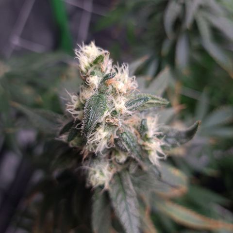 Cookie growlog timeline photo