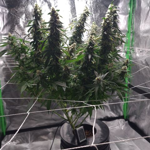 Cookie growlog timeline photo