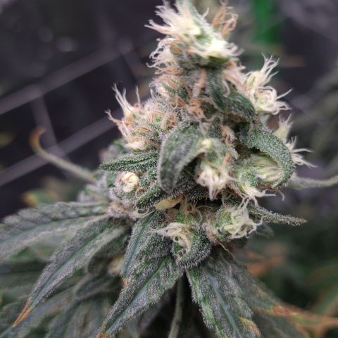 Cookie growlog timeline photo
