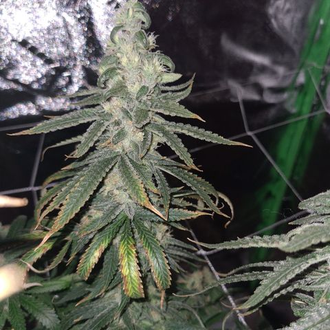 Cookie growlog timeline photo