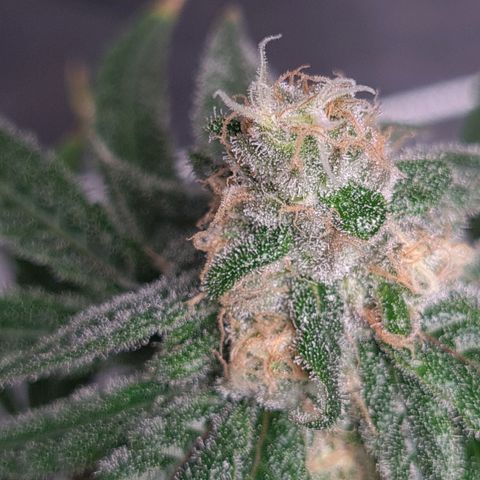 Cookie growlog timeline photo