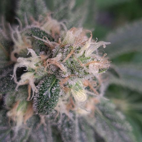 Cookie growlog timeline photo