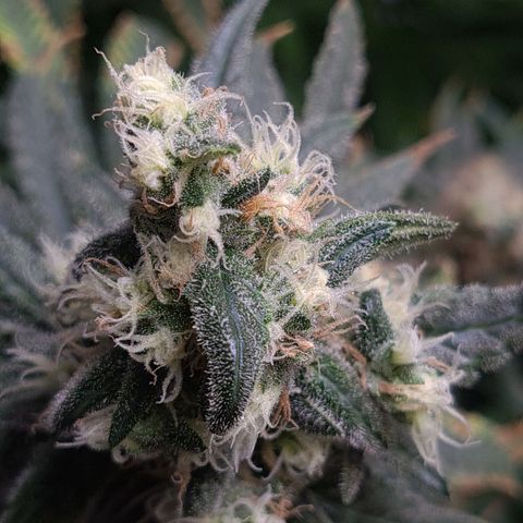 Cookie growlog timeline photo