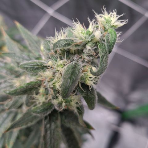 Cookie growlog timeline photo