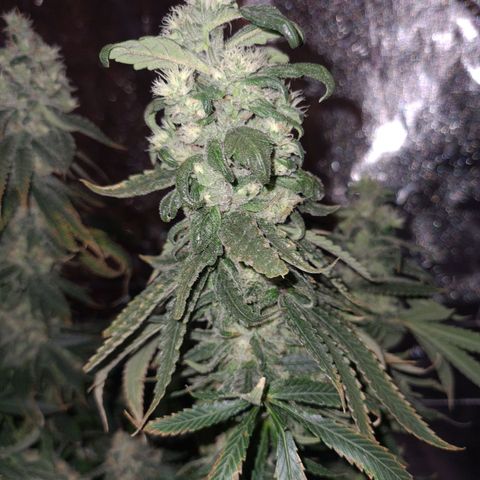 Cookie growlog timeline photo