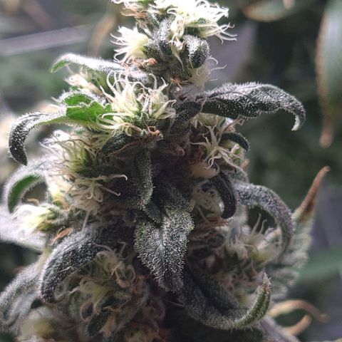 Cookie growlog timeline photo