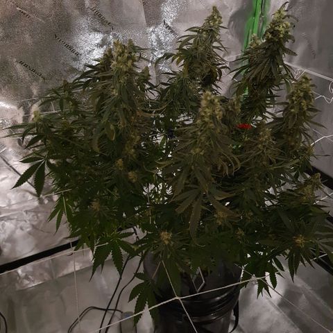 Cookie growlog timeline photo