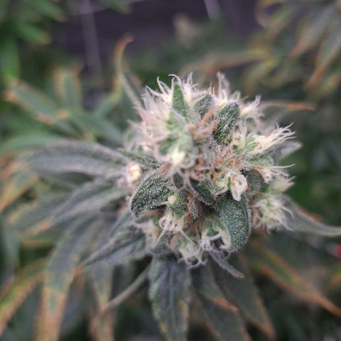 Cookie growlog timeline photo