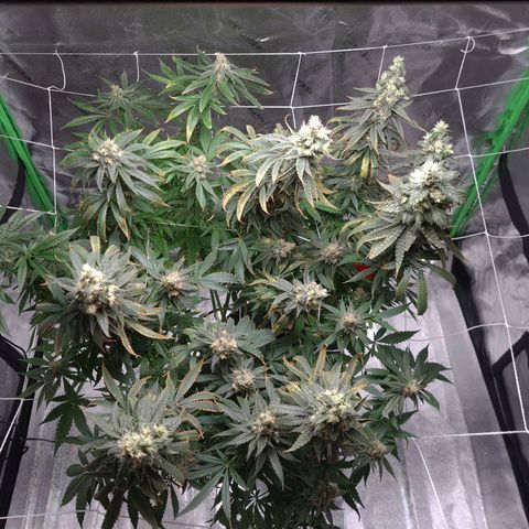 Cookie growlog timeline photo