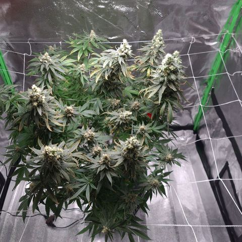 Cookie growlog timeline photo