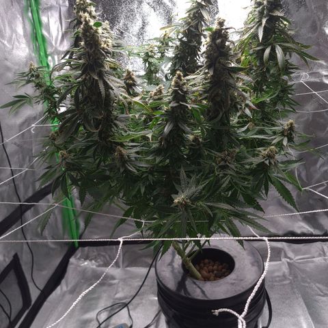 Cookie growlog timeline photo