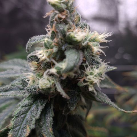 Cookie growlog timeline photo