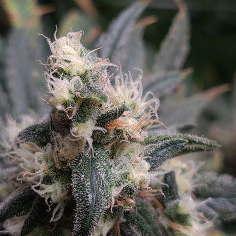 Cookie growlog timeline photo