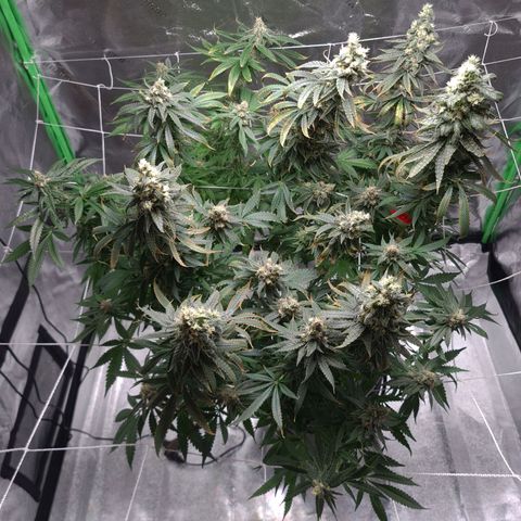 Cookie growlog timeline photo
