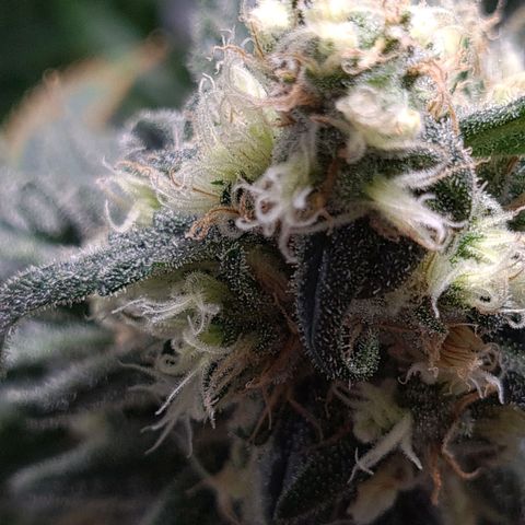 Cookie growlog timeline photo