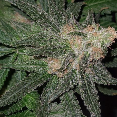 Cookie growlog timeline photo