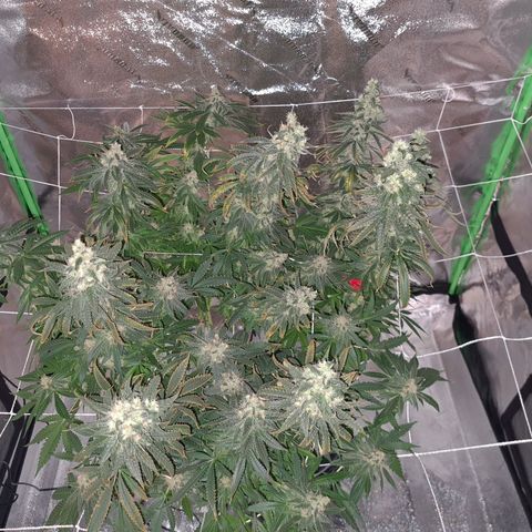 Cookie growlog timeline photo