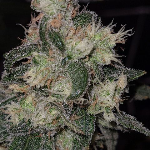 Cookie growlog timeline photo