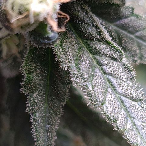 Cookie growlog timeline photo