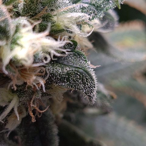 Cookie growlog timeline photo