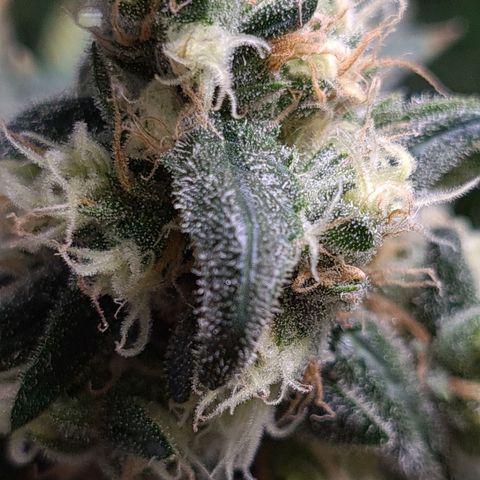 Cookie growlog timeline photo