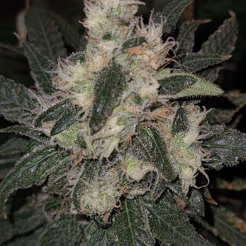 Cookie growlog timeline photo