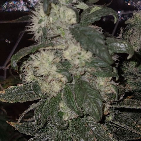 Cookie growlog timeline photo