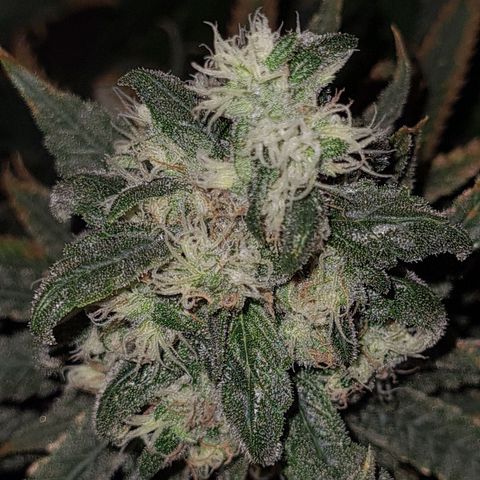 Cookie growlog timeline photo