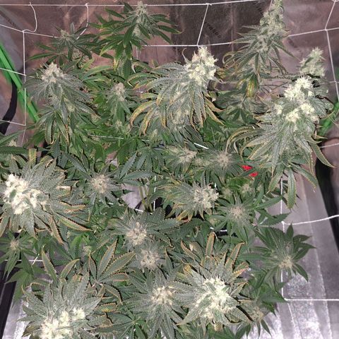Cookie growlog timeline photo
