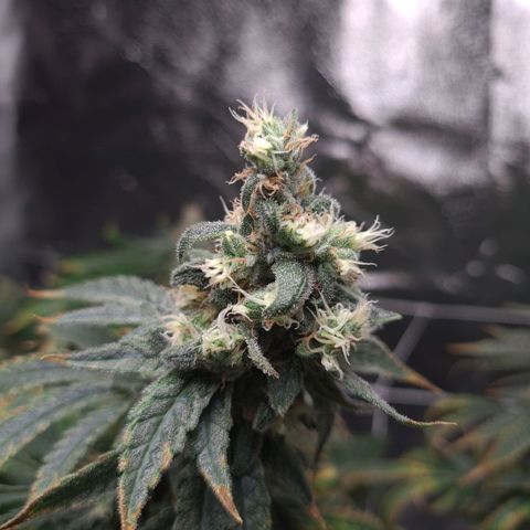 Cookie growlog timeline photo
