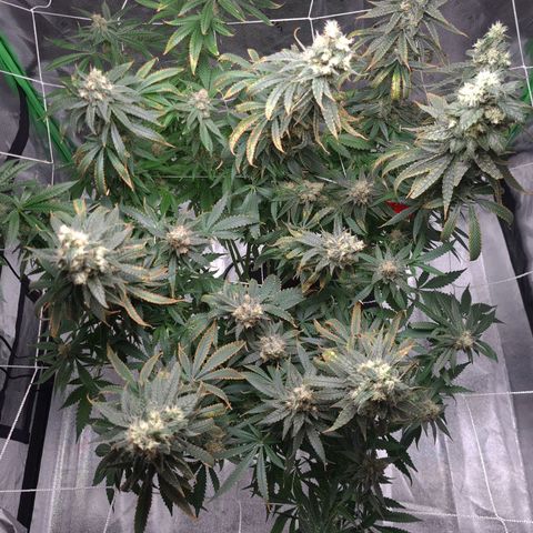 Cookie growlog timeline photo