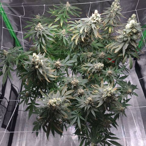 Cookie growlog timeline photo