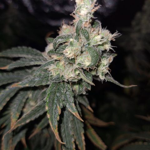 Cookie growlog timeline photo