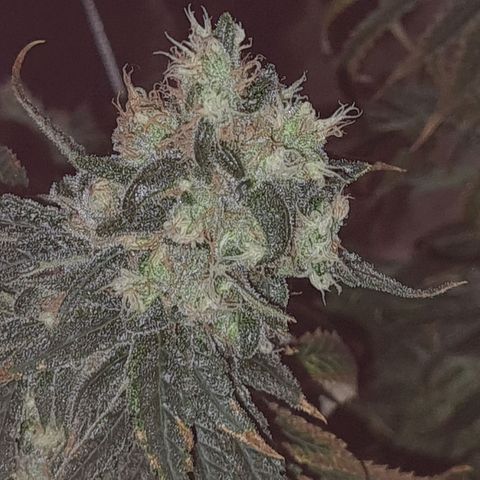 Cookie growlog timeline photo