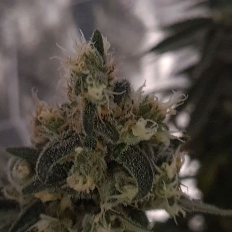 Cookie growlog timeline photo